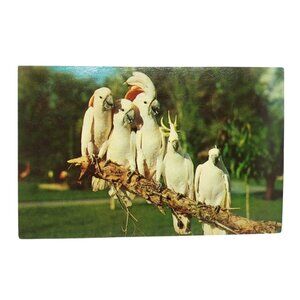 Vintage Gulf Stream Card Cockatoos Postcard - Hialeah Park Florida Miami Bird